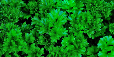 comprar semillas de flores vegetales polacas a granel